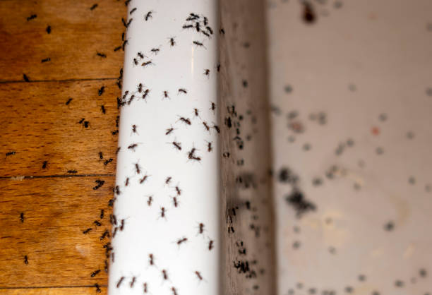 Flea Control Services in Sunbury, PA