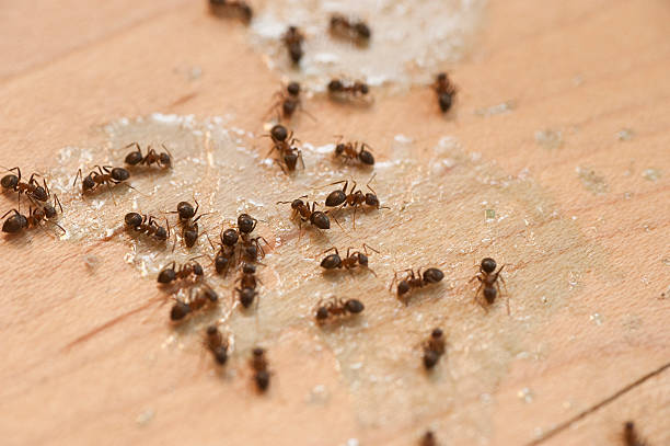 Best Spider Control Near Me  in Sunbury, PA